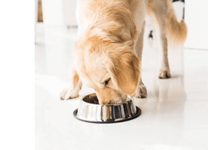 Comment choisir l’alimentation de son chien ?