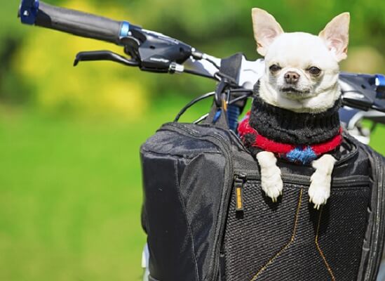 Comment transporter son chien a moto