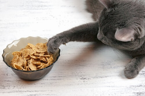 Les cereales sont elles bonne pour les chats