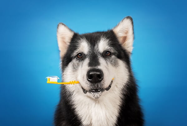Quel dentifrice pour chien choisir