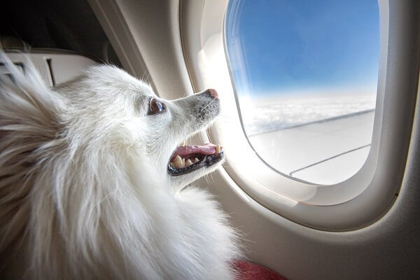 Transporter son chien en avion
