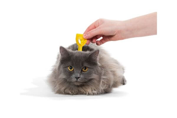 comment apliquer une pipette antipuce a son chat