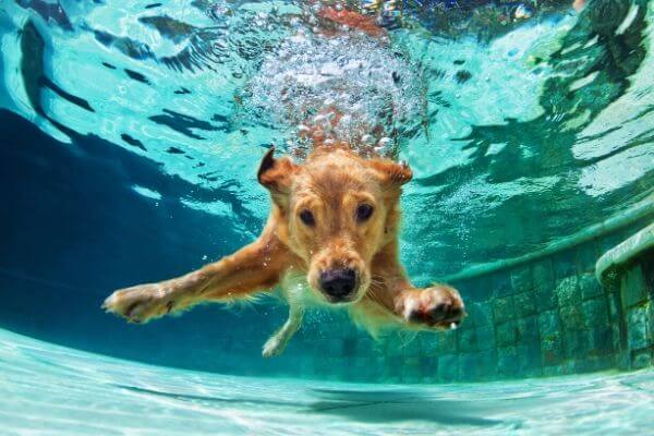 les chiens savents-ils nager