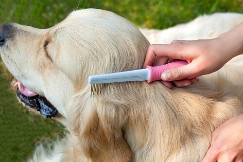 peigne antipuce pour chien