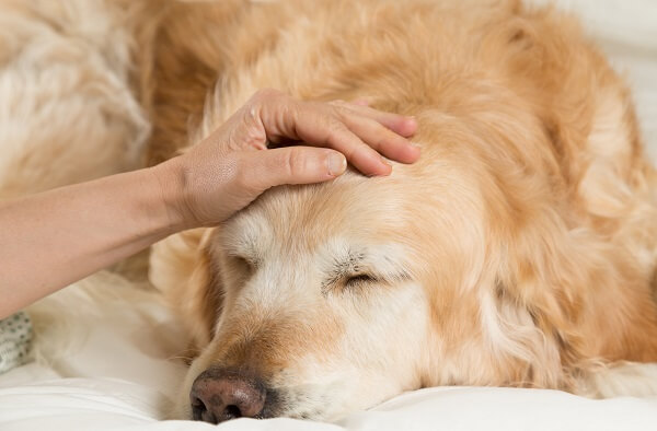 quelles sont les causes de l'arthrose du chien