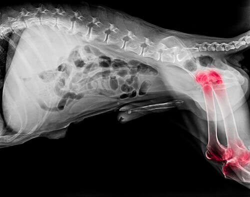 quelles sont les causes de l'arthrose du chien