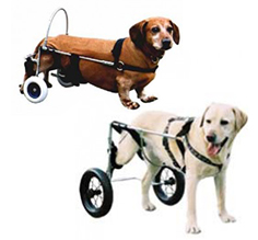 Canis Mobile