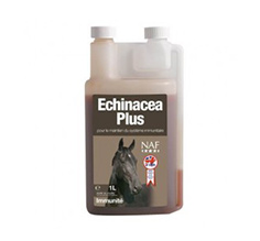 Echinacea