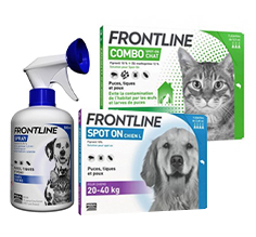 Frontline