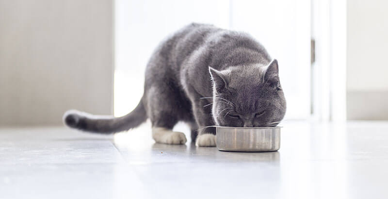 Les 5 points clés pour alimenter un chat