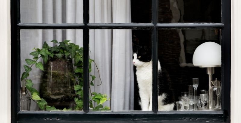 Comment définir les besoins alimentaires du chat en fonction de son activité ?