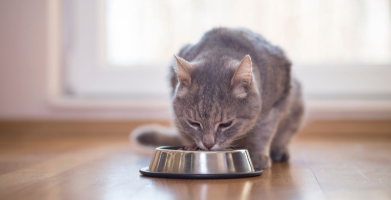 Quelle alimentation choisir pour son chat stérilisé ?