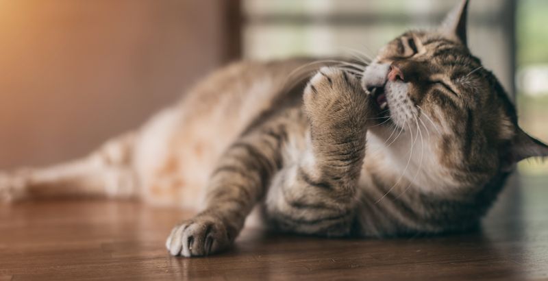 Comment aider mon chat obèse à retrouver son poids normal ?