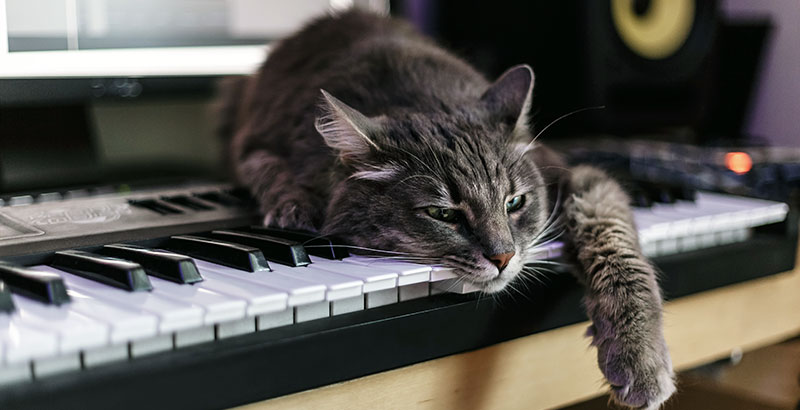 Comment savoir si mon chat s'ennuie ?