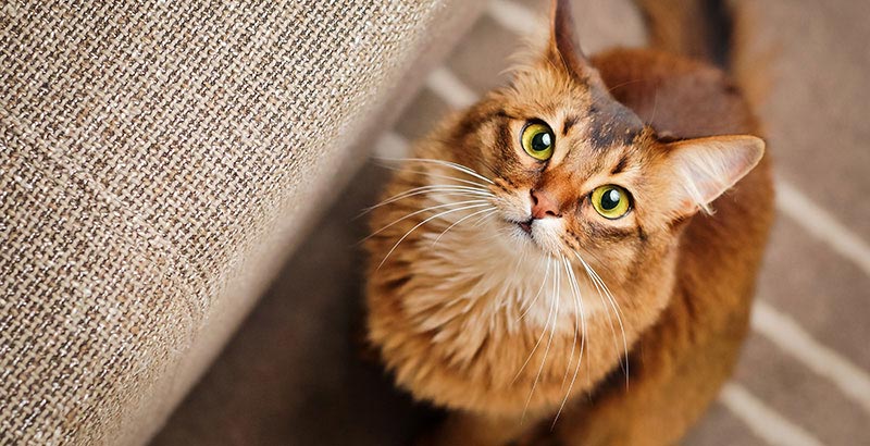 La stérilisation chirurgicale chez le chat