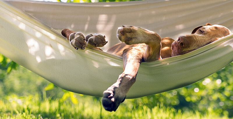 Un été détendu pour votre chien ou votre chat