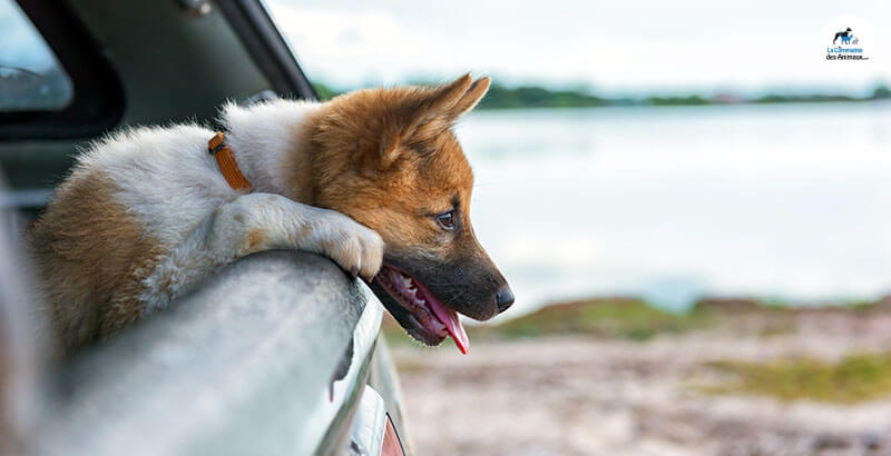 Chien malade en voiture, comment le soulager ?
