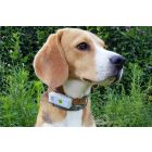 Collare GPS Weenect Dogs 2 per cane