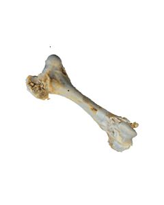 Croci Niki Natural Barf Osso di manzo gigante Cane