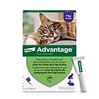 Advantage 80 chat et lapin + de 4 kg pipettes x4
