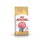 Royal Canin British Shorthair Kitten 2 kg- La Compagnie des Animaux