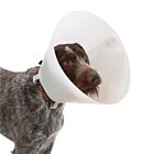 Carcan classique pour chiens et chats - 30 cm - La compagnie des animaux