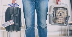 Scegliere il trasportino per cane | Suggerimenti veterinari