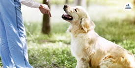 Come addestrare un cane: guida pratica all’educazione