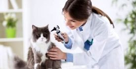 Come Pulire le Orecchie di un gatto ?| Guida 100% Veterinaria