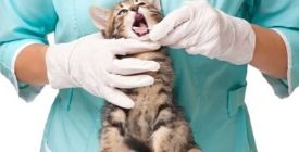 Come Pulire le Orecchie di un gatto ?| Guida 100% Veterinaria