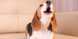 Il Mio Cane Abbaia, Cosa Fare ? | Guida 100% Veterinaria
