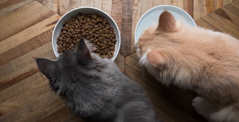 Quali sono le migliori crocchette per gatto sterilizzato ?