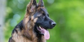 Come alleviare l'artrosi al cane I Nostro Consigli Veterinari