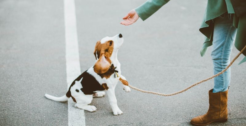 Cos'è l'educazione positiva del cane?