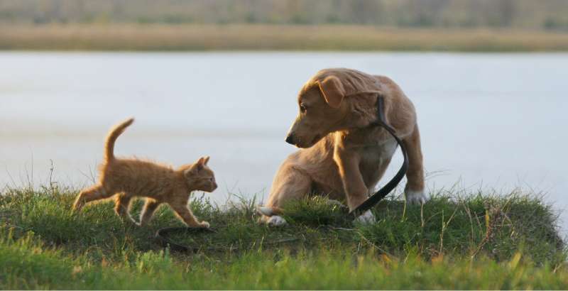 È indispensabile dare crocchette specifiche per gattini o cuccioli ?