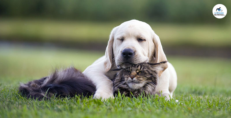 Comment aider votre animal atteint de maladie rénale ?
