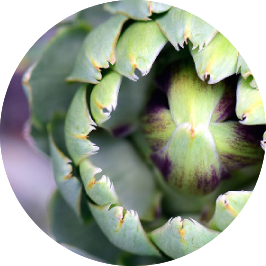 Phytomaster