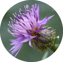 Phytomaster
