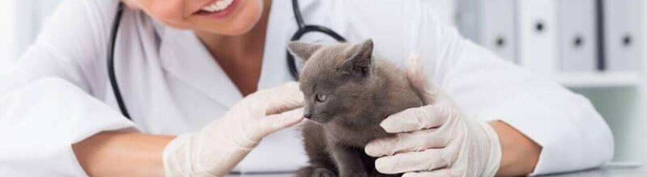 Accogliere un gattino: la prima visita dal veterinario