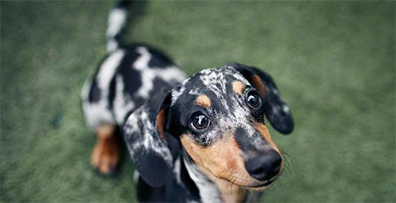 LA LEISHMANIOSI NEL CANE