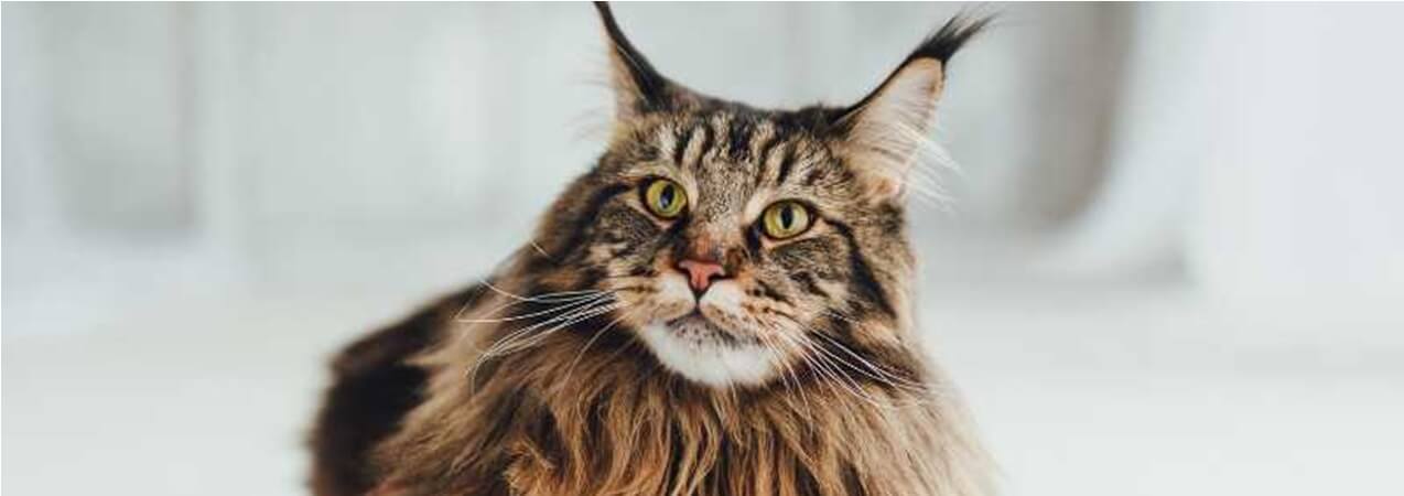 Il Maine Coon