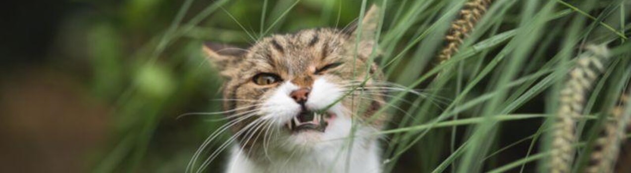 Perché il mio gatto mangia l'erba ?
