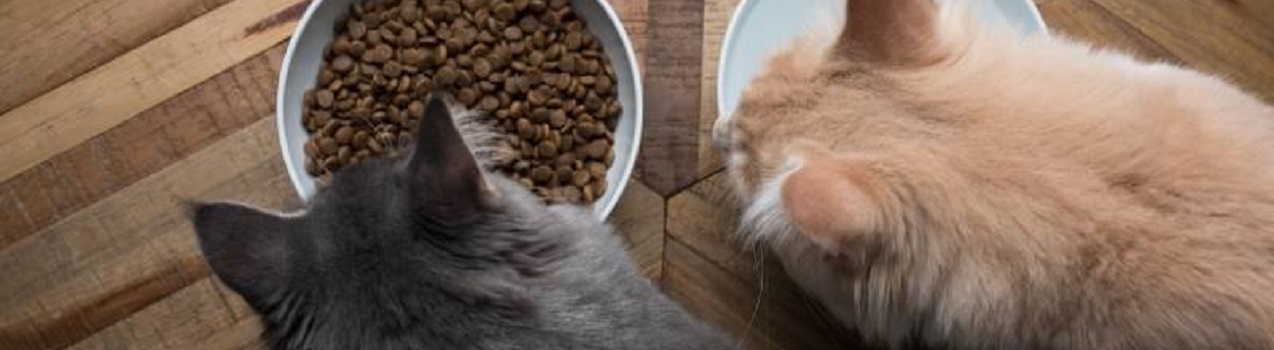 Quali sono le migliori crocchette per gatto sterilizzato ?