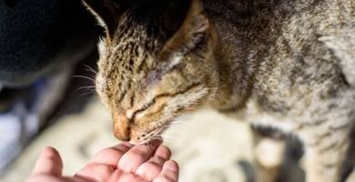 Gatto che annusa la mano, comportamento rassicurante legato all&rsquo;uso dei feromoni Feliway