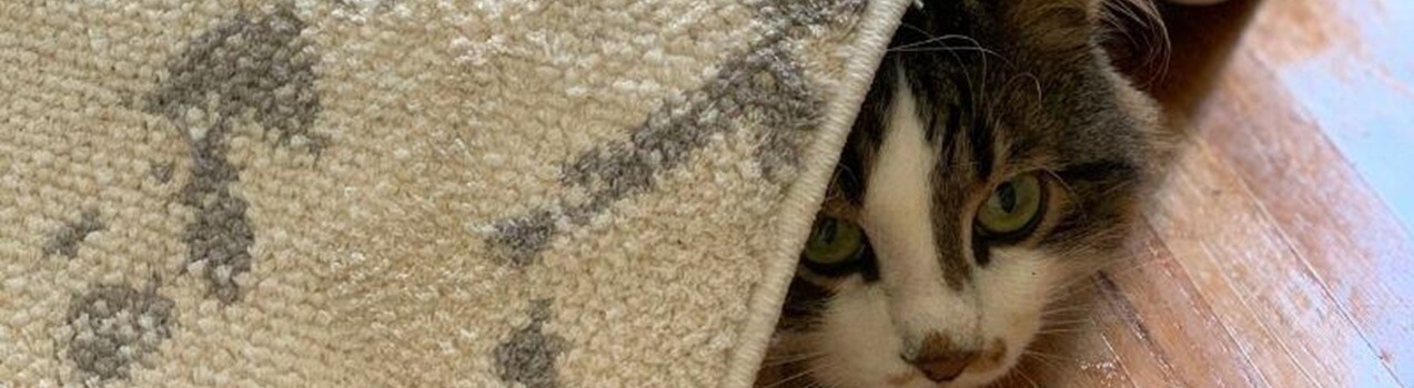 Gatto nascosto sotto un tappeto, stressato, immagine che illustra l'uso dei feromoni Feliway per calmare i gatti