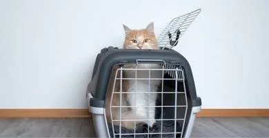 Gatto stressato nel trasportino, situazione in cui pu&ograve; aiutare lo spray feromoni Feliway