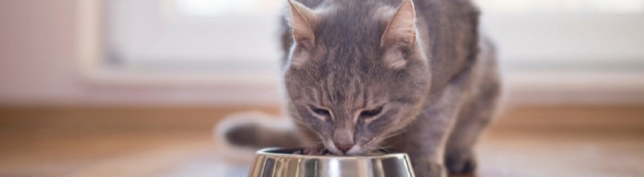 Quale alimentazione scegliere per il tuo gatto sterilizzato?