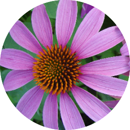 Echinacée Phytomaster
