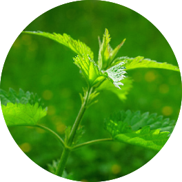 Ortie Phytomaster