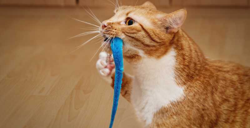 Come avviene la digestione nei gatti ?